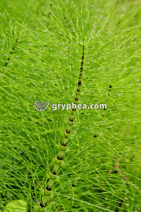 Grande Prêle - tige stérile chlorophyllienne (Equisetum telmateia) - gryphea.org